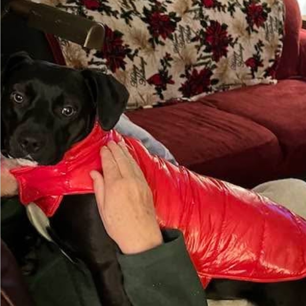 Cozy Red Dog Puffer Vest
